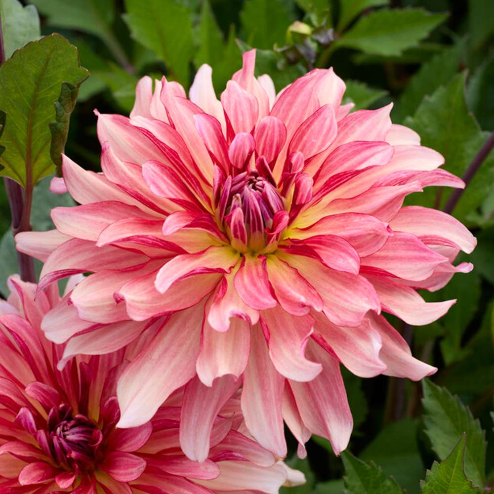 Dahlia 'Dutch Delight'